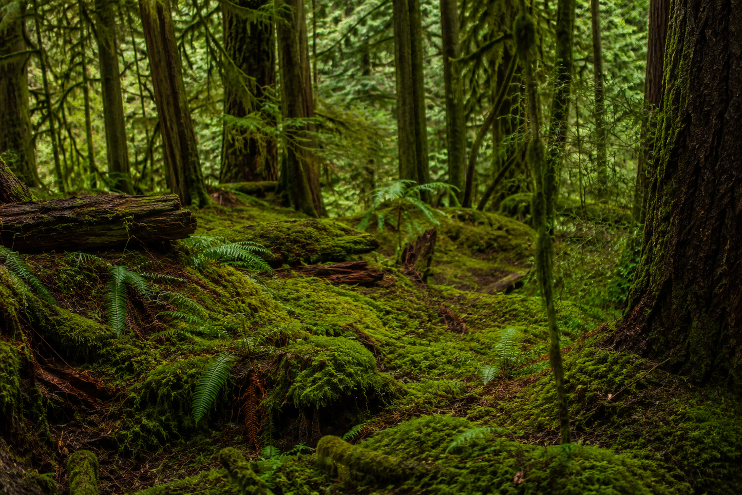 Pacific North West