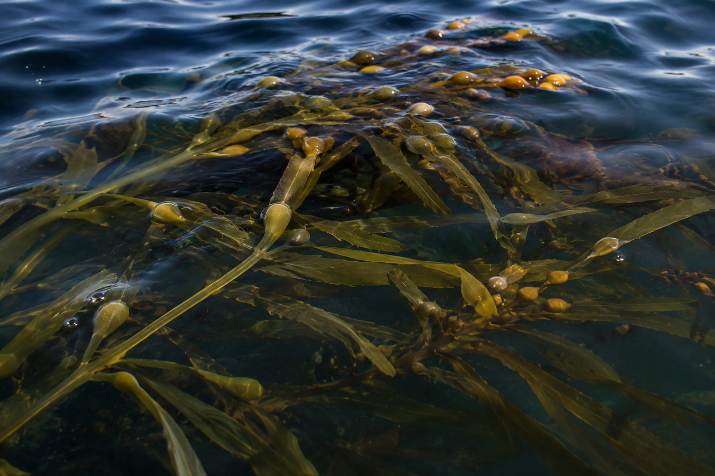 Tides of the Kelp Forest