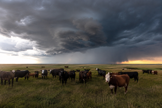 Prairie Storms
